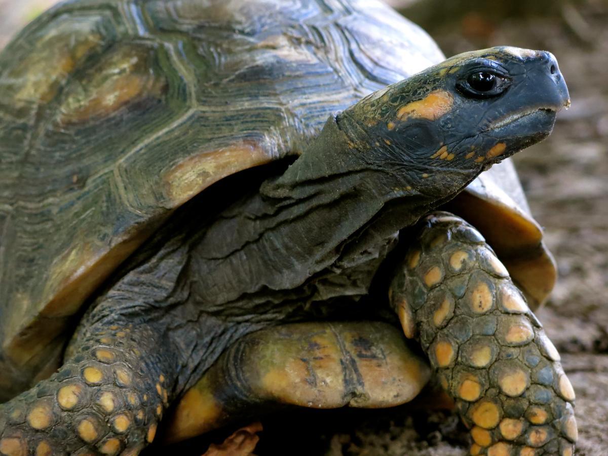 Yacumaman Sanctuary Βίλα Tarapoto Εξωτερικό φωτογραφία